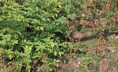 The field trials are part of TSL’s Potato Partnership Project to develop a Maris Piper potato that is blight and nematode resistant, bruises less and produces less acrylamide when cooked at high temperatures. The field trials are part of TSL’s Potato Partnership Project to develop a Maris Piper potato that is blight and nematode resistant, bruises less and produces less acrylamide when cooked at high temperatures.