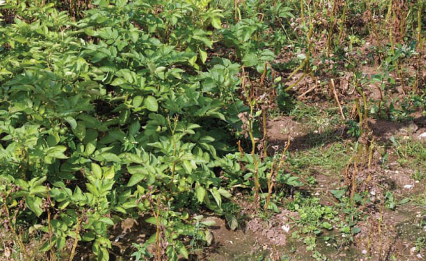 The field trials are part of TSL’s Potato Partnership Project to develop a Maris Piper potato that is blight and nematode resistant, bruises less and produces less acrylamide when cooked at high temperatures.