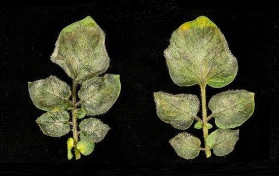 Several candidates were introduced into a model species, of which one (Rpi-amr3) successfully provided broad-spectrum blight resistance.
35S::Rpi-amr3a, without resistance (Courtesy: The Sainsbury Laboratory) Several candidates were introduced into a model species, of which one (Rpi-amr3) successfully provided broad-spectrum blight resistance.
35S::Rpi-amr3a, without resistance (Courtesy: The Sainsbury Laboratory)