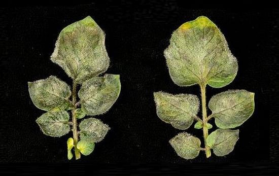 Several candidates were introduced into a model species, of which one (Rpi-amr3) successfully provided broad-spectrum blight resistance.
35S::Rpi-amr3a, without resistance (Courtesy: The Sainsbury Laboratory)