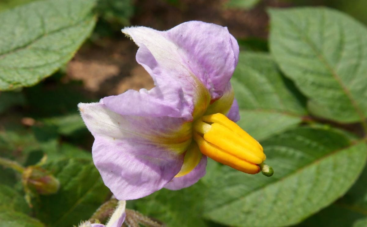 Chile: Buscan tolerancia a heladas en plantas silvestres de papa para crear nuevas variedades
