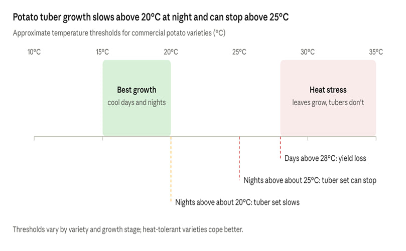 Warm nights are the critical risk: tuber formation slows above about 20°C and can stop above about 25°C.