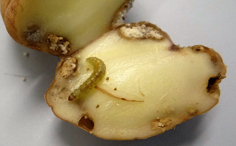 Potato Tuber Ravaged by Armyworm Larvae Potato Tuber Ravaged by Armyworm Larvae