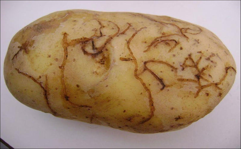 Potato tuber exhibiting damage from eating by potato flea beetle larvae Potato tuber exhibiting damage from eating by potato flea beetle larvae