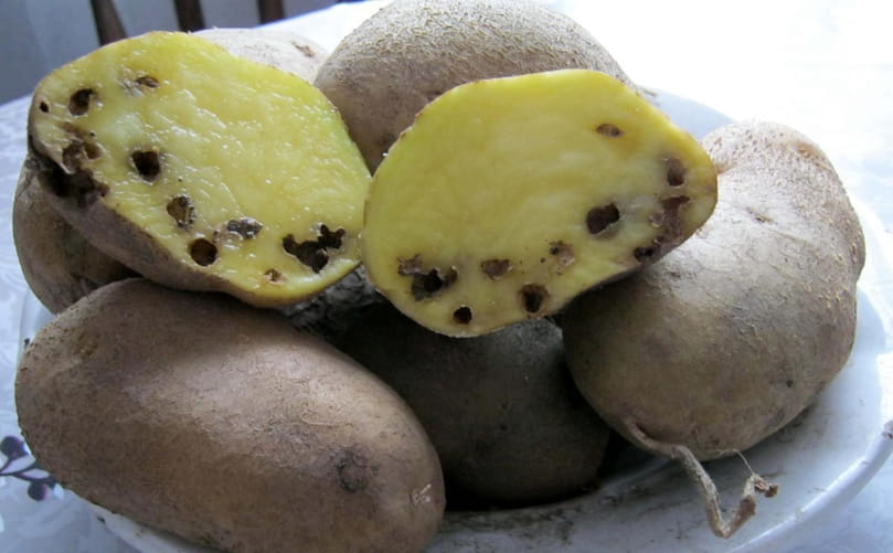 Diagnosis of Potato Tuber Moth (Phthorimaea operculella) in Field and Storage Conditions: Symptoms, Detection and Identification of Infestation in Tubers