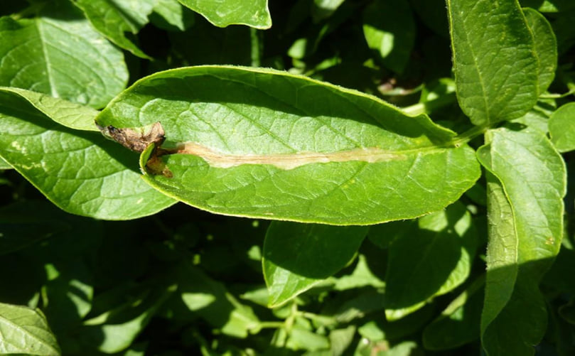 Diagnosis of Potato Tuber Moth (Phthorimaea operculella) in Leaves: Identification of Leaf Mines, Larval Feeding Damage and Early Field Symptoms Diagnosis of Potato Tuber Moth (Phthorimaea operculella) in Leaves: Identification of Leaf Mines, Larval Feeding Damage and Early Field Symptoms