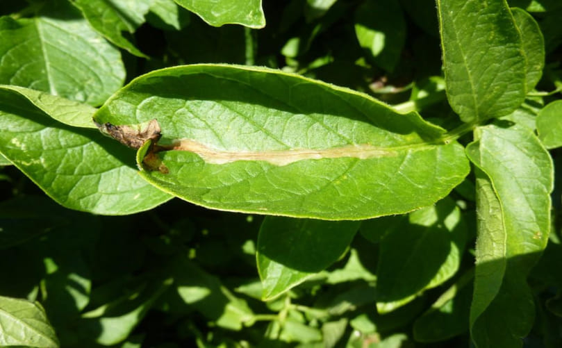 Diagnosis of Potato Tuber Moth (Phthorimaea operculella) in Leaves: Identification of Leaf Mines, Larval Feeding Damage and Early Field Symptoms