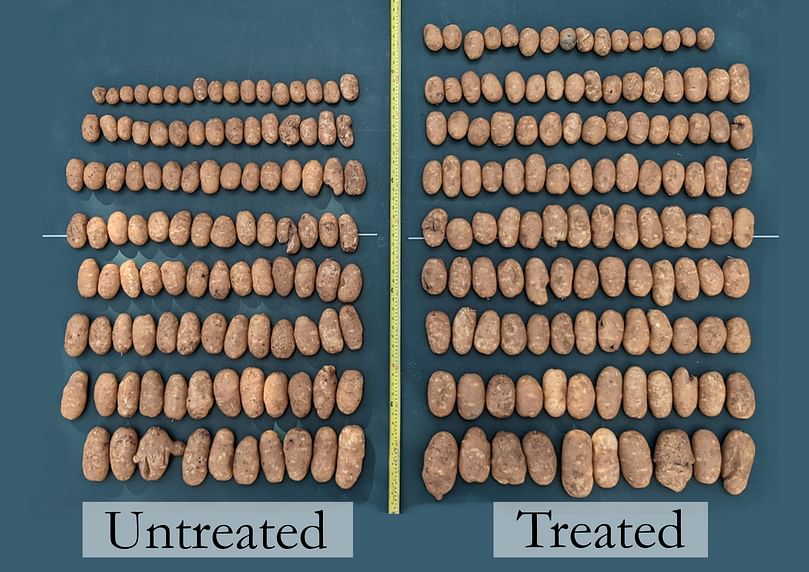 Tuber Assessment