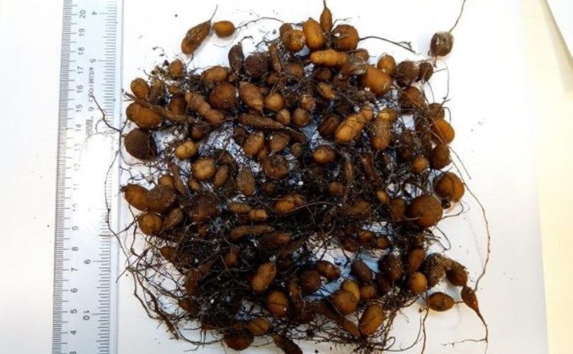 Tubérculos de la papa del desierto, ricos en potasio, fibra, hierro y magnesio. Estudiados por su potencial como cultivo sostenible en zonas áridas. Tubérculos de la papa del desierto, ricos en potasio, fibra, hierro y magnesio. Estudiados por su potencial como cultivo sostenible en zonas áridas.