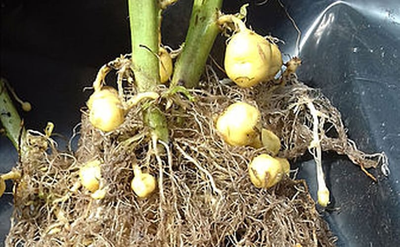 Especificó además que estos tratamientos se evaluaron en el inicio de tuberización (en la cual se forma el tubérculo), que es una de las etapas más susceptibles del cultivo. Especificó además que estos tratamientos se evaluaron en el inicio de tuberización (en la cual se forma el tubérculo), que es una de las etapas más susceptibles del cultivo.