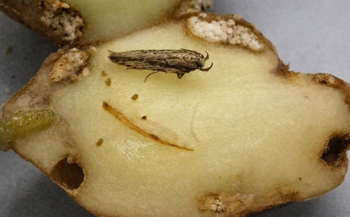 Guatemalan tuber moth larvae cause great damage to potatoes. (Courtesy: Pavan Kumar, Boyce Thompson Institute)