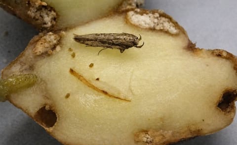 Guatemalan tuber moth larvae cause great damage to potatoes. (Courtesy: Pavan Kumar, Boyce Thompson Institute) Guatemalan tuber moth larvae cause great damage to potatoes. (Courtesy: Pavan Kumar, Boyce Thompson Institute)
