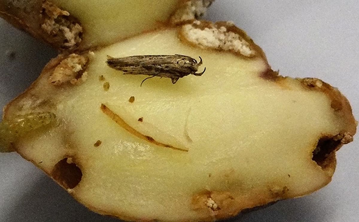 Guatemalan tuber moth larvae cause great damage to potatoes. (Courtesy: Pavan Kumar, Boyce Thompson Institute)
