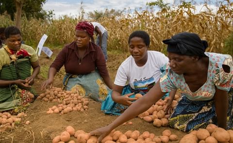 tubers get their good looks and heavy weights from healthy roots. tubers get their good looks and heavy weights from healthy roots.