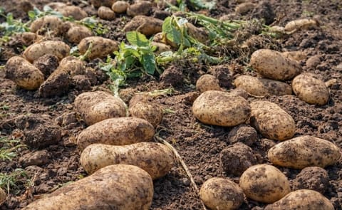 Cosecha de papa en Tucumán, Argentina, donde el monitoreo satelital de la EEAOC estimó 9.120 ha sembradas en la campaña 2025, una caída de 2% interanual. Cosecha de papa en Tucumán, Argentina, donde el monitoreo satelital de la EEAOC estimó 9.120 ha sembradas en la campaña 2025, una caída de 2% interanual.