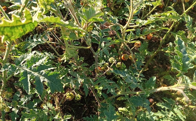 Planta de tumba caballos Planta de tumba caballos