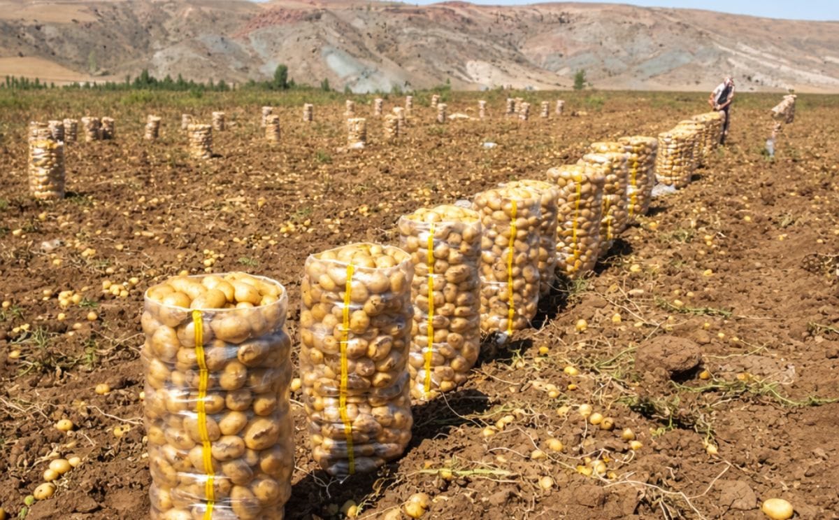 Potato harvest 2014 in Turkey (Courtesy: Ahmet Songur) Potato harvest 2014 in Turkey (Courtesy: Ahmet Songur)