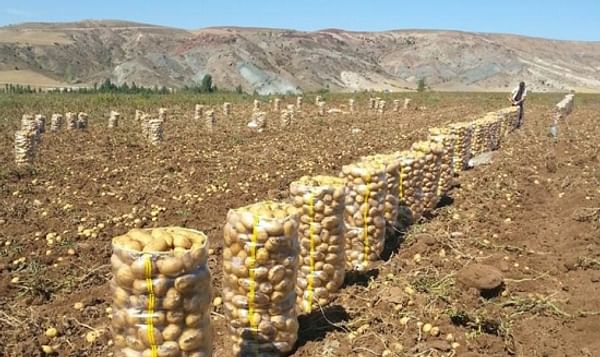 Potato harvest 2014 in Turkey (Courtesy: Ahmet Songur)