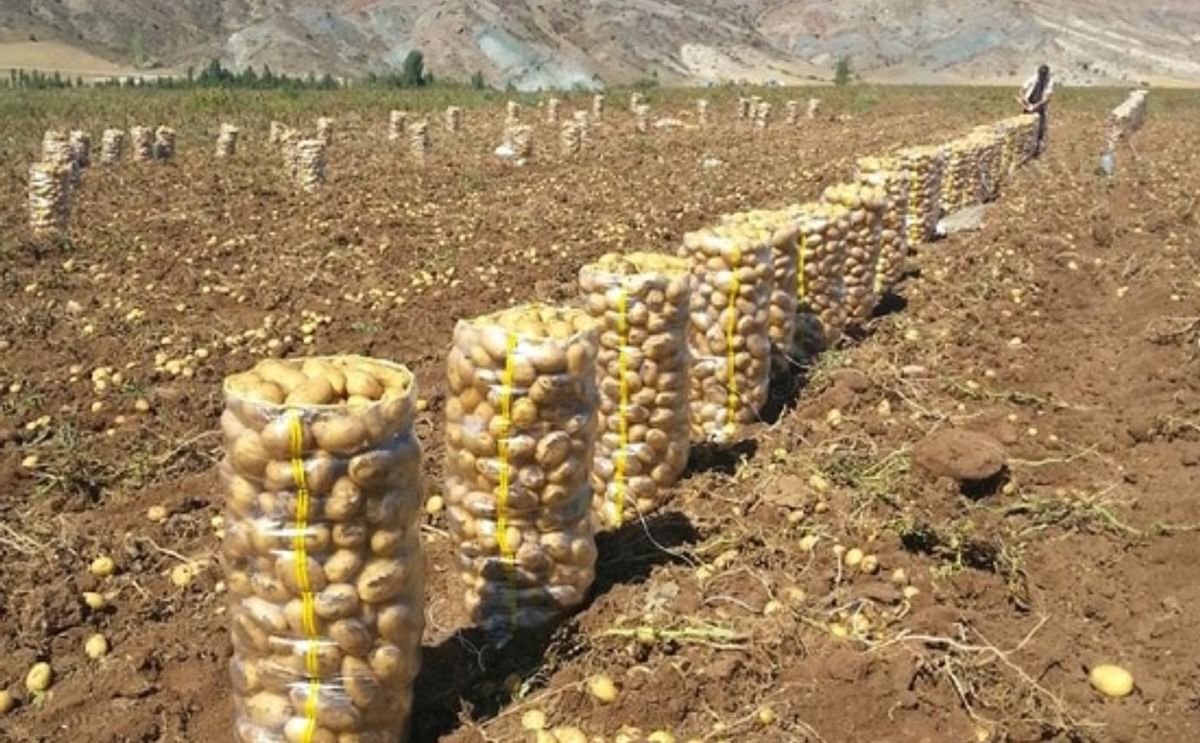 Will Turkey start importing potatoes from Iran?