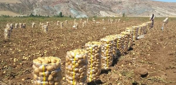 Potato harvest 2014 in Turkey (Courtesy: Ahmet Songur)