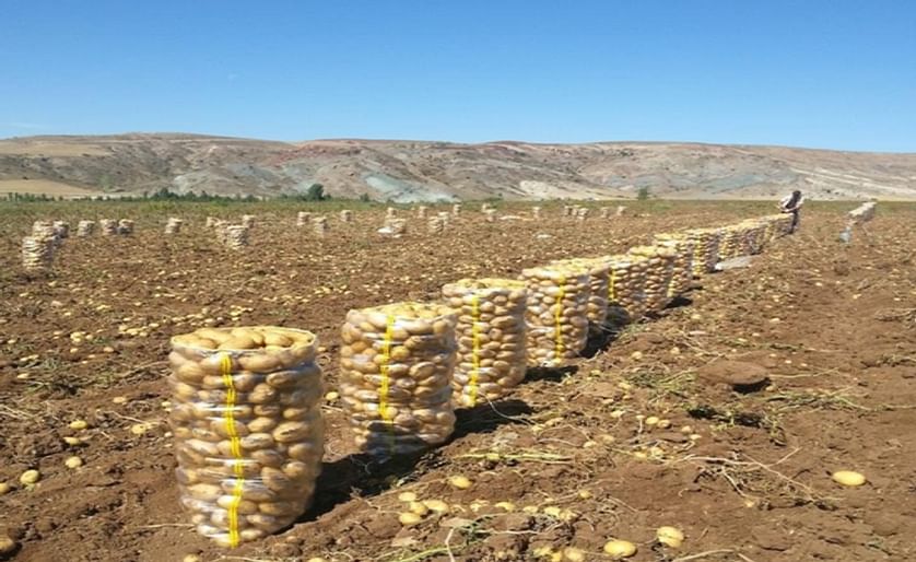 Will Turkey start importing potatoes from Iran?