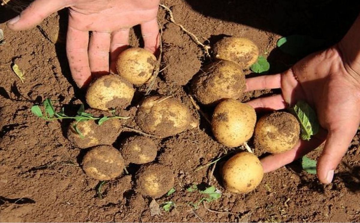 Turkish potato growers confronted with rising production costs Turkish potato growers confronted with rising production costs