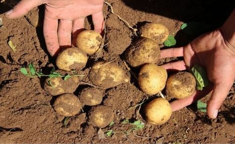 Due to increasing production costs related to the devaluation of the Turkish lira, profit margins of potato growers in Turkey are declining by the day. Due to increasing production costs related to the devaluation of the Turkish lira, profit margins of potato growers in Turkey are declining by the day.