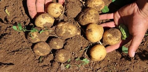Turkish potato growers confronted with rising production costs