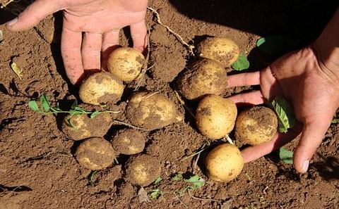 Due to increasing production costs related to the devaluation of the Turkish lira, profit margins of potato growers in Turkey are declining by the day. Due to increasing production costs related to the devaluation of the Turkish lira, profit margins of potato growers in Turkey are declining by the day.
