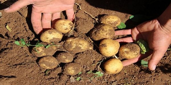 Turkish potato growers confronted with rising production costs
