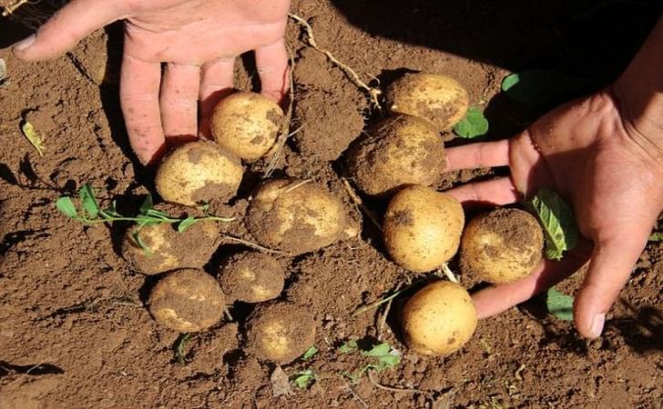 Due to increasing production costs related to the devaluation of the Turkish lira, profit margins of potato growers in Turkey are declining by the day.