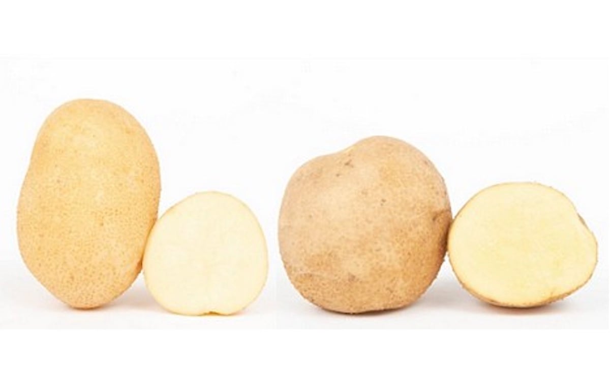 Two new varieties for the potato chips and table potato sector: Nöstling and Meichip Two new varieties for the potato chips and table potato sector: Nöstling and Meichip