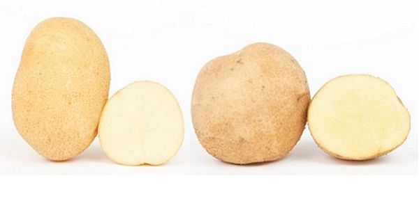 Two new varieties for the potato chips and table potato sector: Nöstling and Meichip