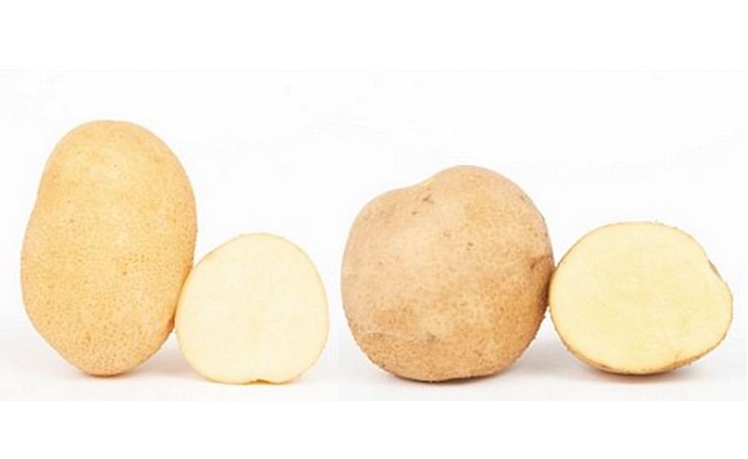 Nöstling (left) and Meichip (right), the two new potato varieties from NÖS.