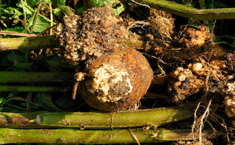 Severe Expression of Potato Wart on Tubers Caused by Synchytrium endobioticum