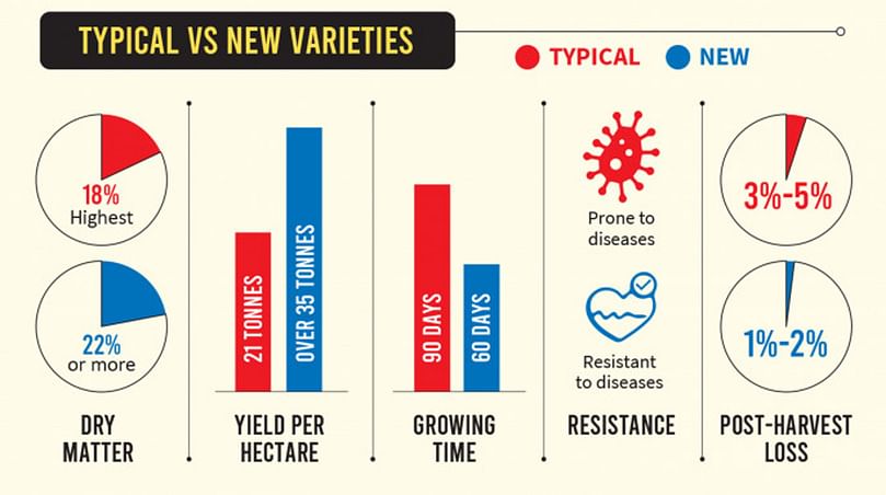 Typical vs new potato varieties