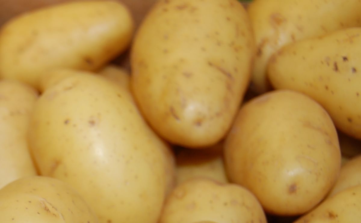 Técnicas modernas de mejoramiento en papa (Curso)