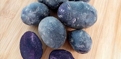 La patata 'Beltza', de color púrpura, posee un elevado contenido en compuestos antioxidantes beneficiosos para la salud.