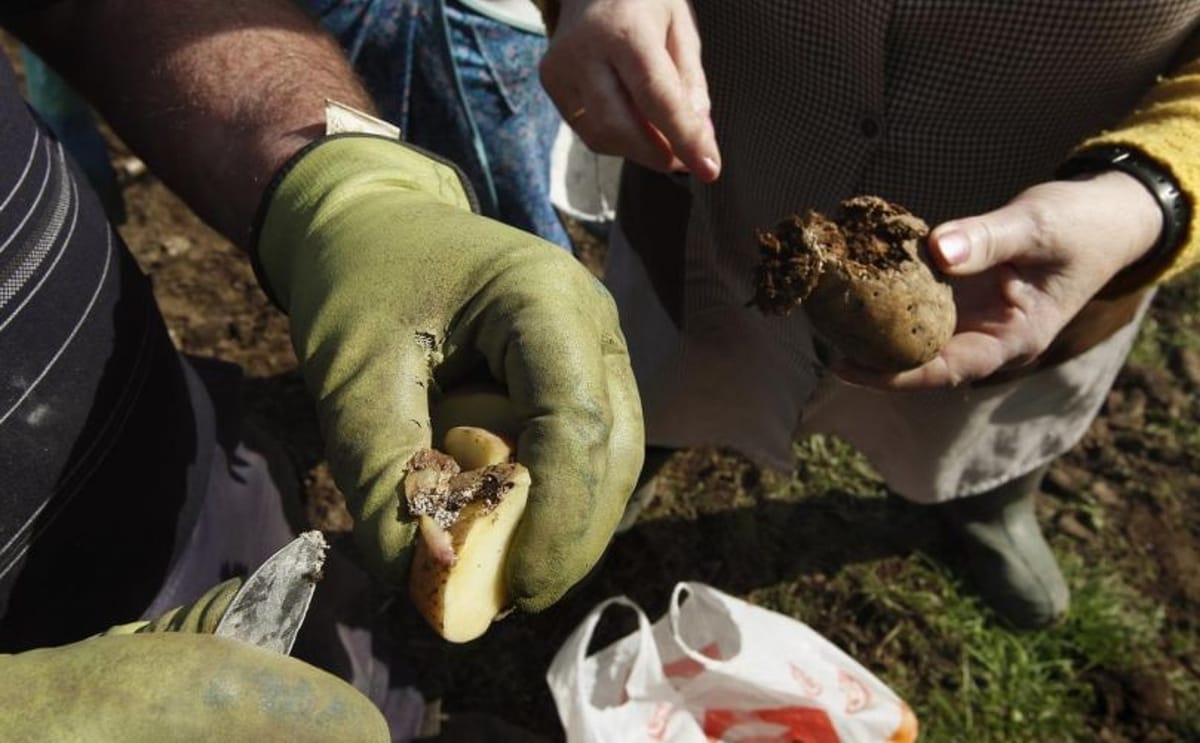Papas afectadas por la polilla guatemalteca
