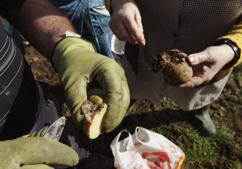 Papas afectadas por la polilla guatemalteca