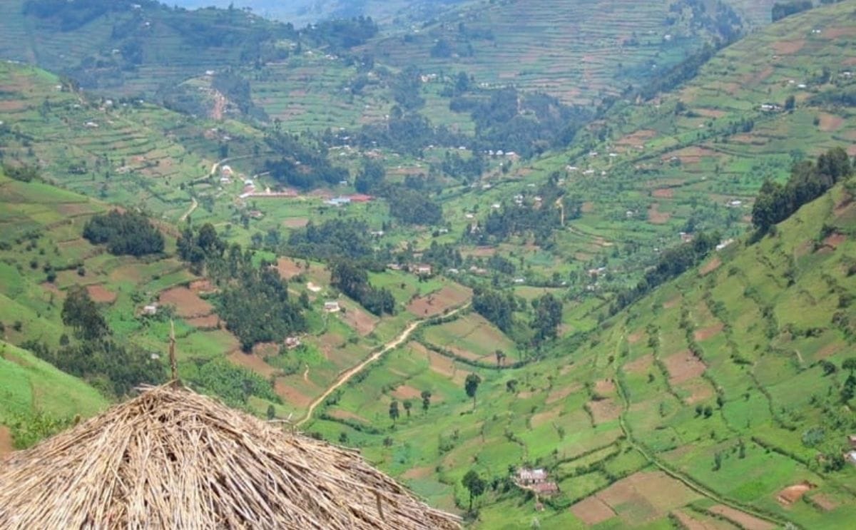 FAO helps Ugandan potato farmers make more money FAO helps Ugandan potato farmers make more money