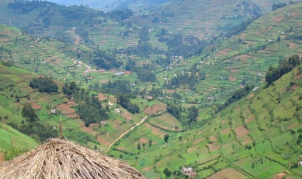 FAO helps Ugandan potato farmers make more money