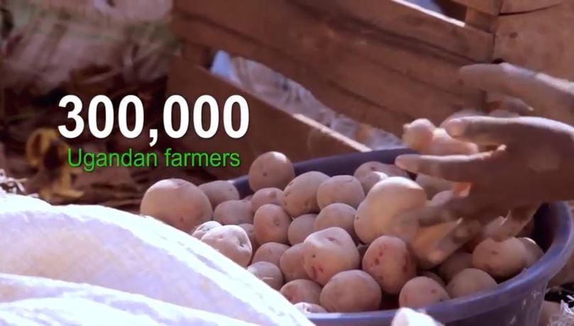 This video describes advances by the International Potato Center and the National Agricultural Research Organisation (NARO) of Uganda to develop a potato variety resistant to late blight. This video describes advances by the International Potato Center and the National Agricultural Research Organisation (NARO) of Uganda to develop a potato variety resistant to late blight.