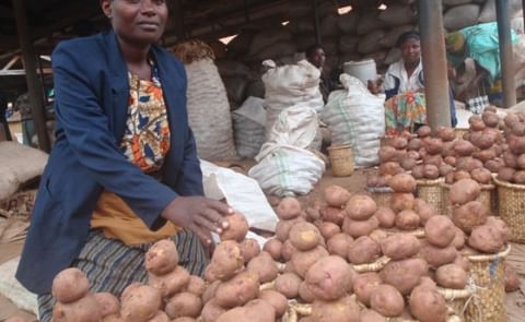 Kenya potato import plan worries region Kenya potato import plan worries region