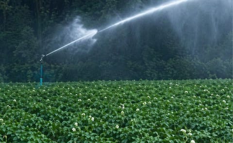 British potato supply chain will cope with drought British potato supply chain will cope with drought