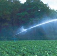 British potato supply chain will cope with drought