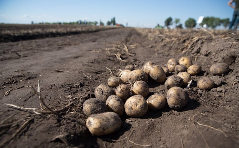 This year Ukrainian Potato Day is
warmly hosted by experienced potato farm FG Adelaida, cultivating about 3 thousand
ha under irrigation in Kherson Region and 8 thousand ha in Zhytomyr Region. This year Ukrainian Potato Day is
warmly hosted by experienced potato farm FG Adelaida, cultivating about 3 thousand
ha under irrigation in Kherson Region and 8 thousand ha in Zhytomyr Region.