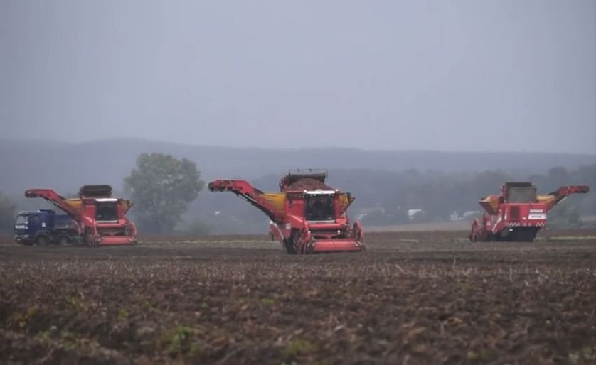 Potato harvest in the Western Ukraine