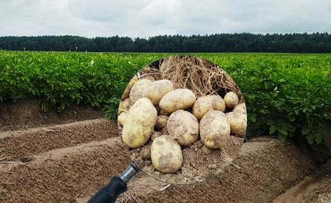 Ukrainian potato growers explore the market to assess the potential for processing and sector development. Ukrainian potato growers explore the market to assess the potential for processing and sector development.