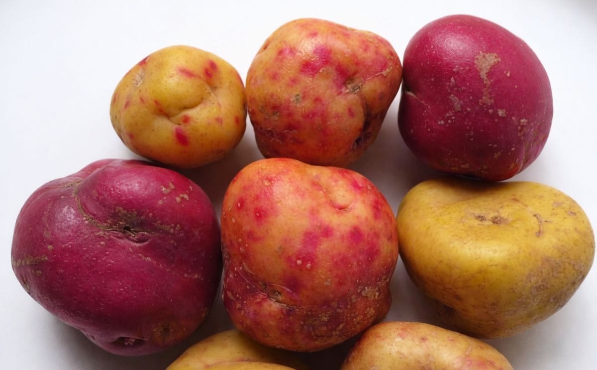 Ullucu import and cultivation poses biosecurity risk for potato: DEFRA advice Ullucu import and cultivation poses biosecurity risk for potato: DEFRA advice